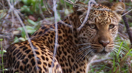 Hvordan finne leopard