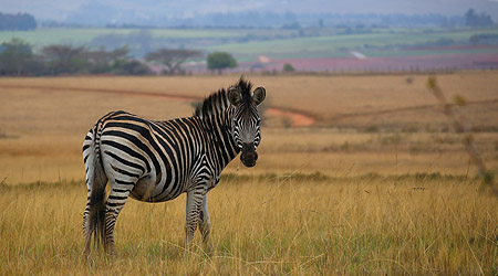 Safari i Swaziland